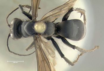 Media type: image;   Entomology 602683 Aspect: habitus dorsal view